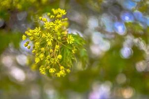 Spring decoration branch with silver beads and yellow flowers, the texture of the background, light, wedding, Christmas. Bokeh, Defocused, blured photo