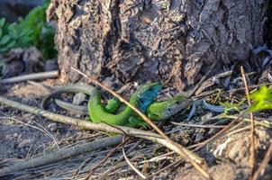 European green and blue lizard Lacerta couple viridis couple during the breeding season photo