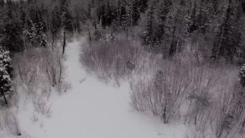 Aerial Video of Wild Forest in Winter after a snowfall