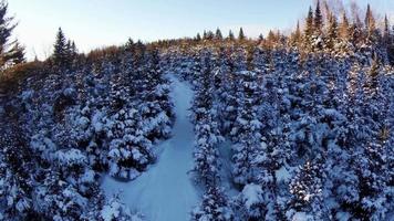 Flygfoto över skog och stig video