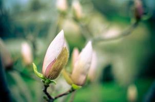 Blossoming magnolia bud in the park in spring photo