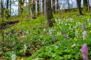 The first colorful spring flowers in wood photo