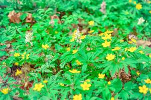 Group of growing blooming Anemone Ranunculoides in spring forest photo