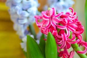 Bouquet with pink and blue hyacinth. selective focus. photo