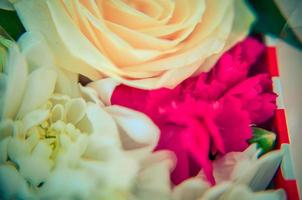 primer plano de rosa blanca. fondo de capullos de flores. foto