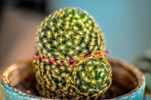 Mammillaria, called the strawberry cactus, a small cacti with barbed thorns and small tasty fruit photo