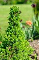 Canadian spruce conic, beautiful green tree close-up photo