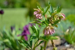 Red hellebore spring flower in a garden surrounded by green grass and plants and trees in the background photo