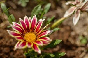 Vista superior cercana de una flor de gazania lila y blanca en flor en un jardín. foto