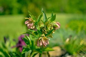 Red hellebore spring flower in a garden surrounded by green grass and plants and trees in the background photo