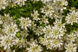 Iberis saxatilis, amara or bitter candytuft many white flowers photo