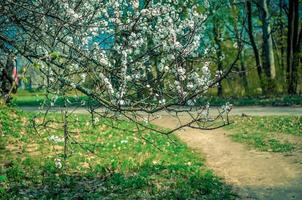 Apricot tree in bloom at spring time photo