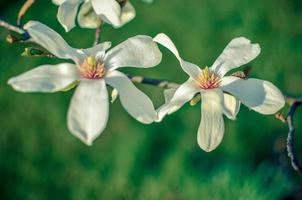 Closeup of white magnolia flower. natural floral spring photo