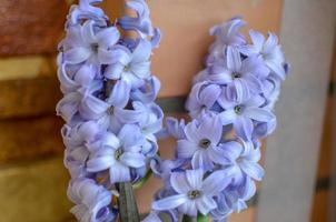 Two Delft Blue Lily Hyacinthus Orientalis Liliaceae photo