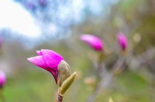 Macro bud of pink magnolia flower on tree branch photo