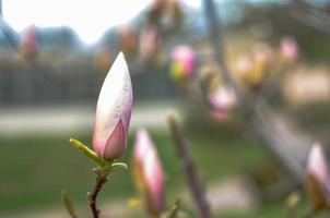 Blossoming magnolia bud in the park in spring photo