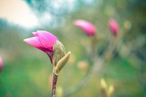 Macro bud of pink magnolia flower on tree branch photo