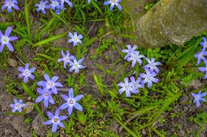 White and Purple Scilla Flowers Growing Wildly in a Field photo