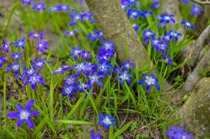 White and Purple Scilla Flowers Growing Wildly in a Field photo