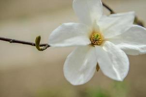 Flower of white magnolia up close photo