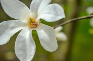 Flower of white magnolia up close