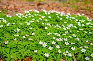 Group of white blooming Anemone Ranunculoides in spring forest