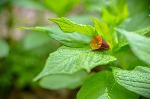 Closeup of brown flowers on the forest floor photo