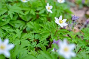 Group of white blooming Anemone Ranunculoides in spring forest photo
