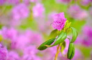 Hermoso rododendro rosa o violeta con fondo borroso foto