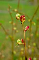 Branch of a tree with budding buds, early spring, close-up. photo