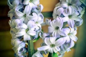 Two Delft Blue Lily Hyacinthus Orientalis Liliaceae photo