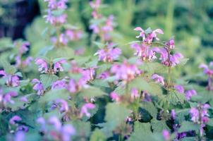 Beautiful plants with purple flowers in botanical garden, Blured out of focus photo