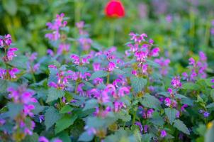Beautiful plants with purple flowers in botanical garden, Blured out of focus photo