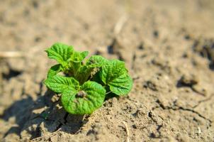 Young green sprut of potatoes on the earth, organic agriculture photo