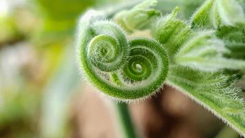 beautiful details of plant stem