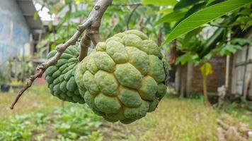 srikaya fruits on the plant stem photo