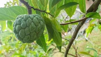 srikaya fruits on the plant stem photo