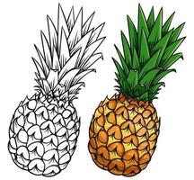 Fresh pine apple and outline on white background