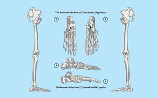 The bones of the foot vector