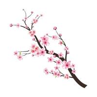 Sakura on white background. Watercolor cherry blossom vector. Pink sakura flower background. Cherry blossom flower blooming vector. Cherry blossom branch with sakura flower. Watercolor cherry bud. vector