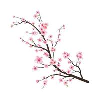 Cherry blossom branch with sakura flower. Watercolor cherry blossom vector. Cherry blossom flower blooming vector. Sakura on white background. Watercolor cherry bud. Pink sakura flower background. vector