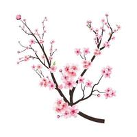 Cherry blossom branch with pink blooming flowers. Sakura branch vector on white background. Cherry blossom with pink watercolor Sakura flower. Realistic watercolor Sakura flower vector.