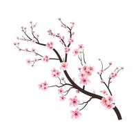 Sakura on white background. Cherry blossom flower blooming vector. Watercolor cherry bud. Cherry blossom tree branch with sakura flower. Pink sakura flower background. Watercolor cherry blossom. vector
