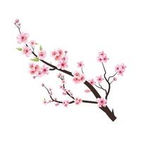 Cherry blossom branch with pink Sakura. Cherry blossom branch with pink flower spreading. Watercolor flower vector. Blossom on white background. Watercolor cherry flower. Sakura on white background. vector