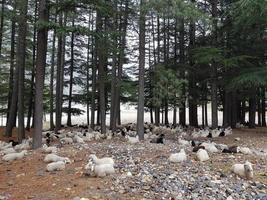 A heard of sheep resting in the shade of trees, gushing water of river Ganges flowing in the background. photo