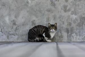 gato atigrado sentado junto a la pared foto