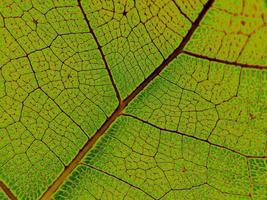 la imagen de detalle de una hoja vegetal. imagen macro para efecto de diseño. vena, nervadura central y hoja de cerca. foto