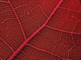 la imagen de detalle de una hoja vegetal. imagen macro para efecto de diseño. vena, nervadura central y hoja de cerca. foto