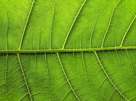 The detail image of a vegetable leaf. Macro image for design effect. Vein, midrib, and blade close up. photo