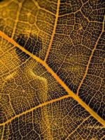 The detail image of a vegetable leaf. Macro image for design effect. Vein, midrib, and blade close up. photo